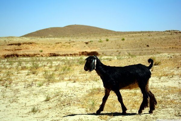 Суданская пустынная порода коза
