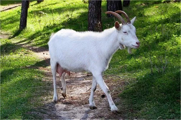 Гуангзонгская белая коза