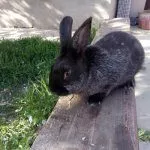 Серебристый кролик на прогулке