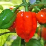 Habanero Red Savina