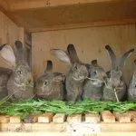 Кормление кроликов Фландр