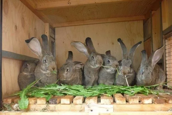 Кормление кроликов Фландр
