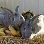 Кролики едят фрукты