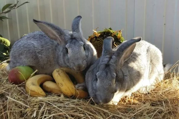 Кролики едят фрукты
