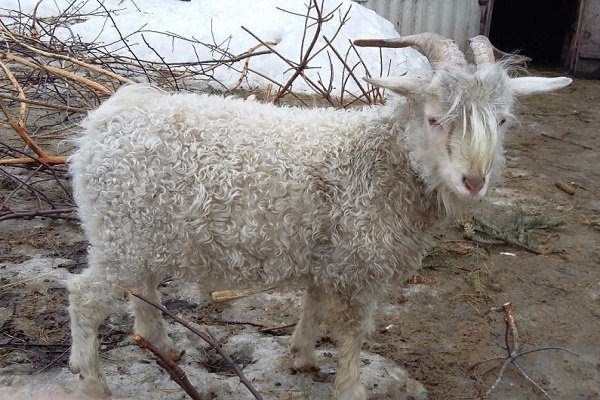 Волгоградские пуховые козы