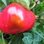 Перец Гогошары на солнце