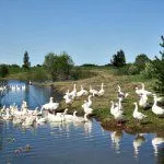 Гуси гуляют и плавают