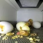 Инкубация гусей