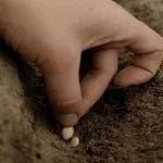 Посадка семян