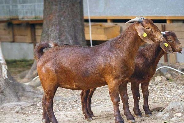 Дуанская порода коз