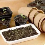 Тара под рассаду перца