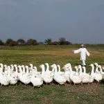 Выпас гусей