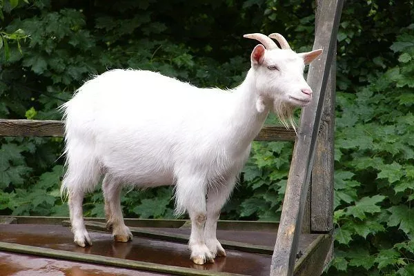 Ассам-хилл коза