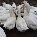 Кормление гусей породы Датский лагерт