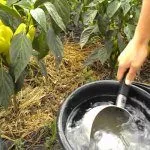 Подкормка перца