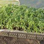 Закаливание рассады томатов