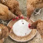 Кормление кур