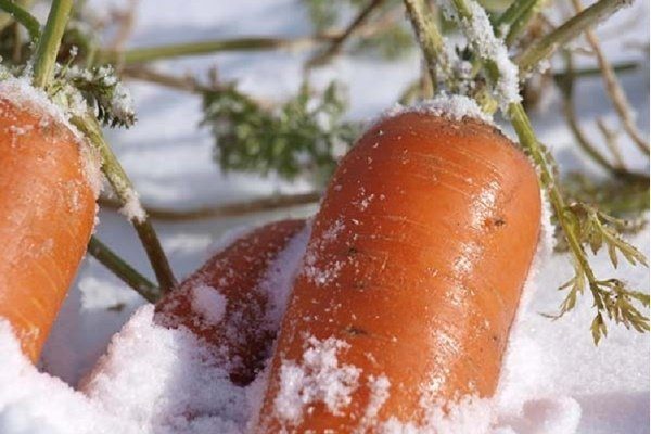 Когда садить морковь в Сибири лучшие сорта