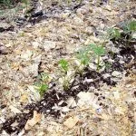 Мульчирование моркови