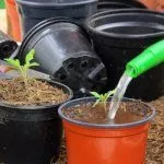 Полив входов томата