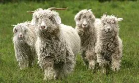Пуховые козы