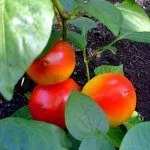 Перец Колобок