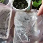 Посадка перца под пленкой