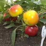 Перец Гогошары растёт вверх