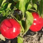 Перец Оригинальный колобок