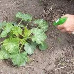 Опрыскивание кабачка