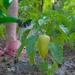 Полив перца