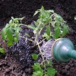 Полив томатов