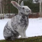 Порода Рекс