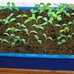 Посеянная малина