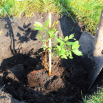 Посадка жимолости