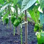 Подвязанные кусты огурцов