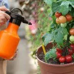 Опрыскивание томата Балконное чудо