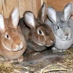 Содержание кроликов породы Рекс