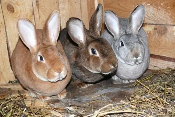 Содержание кроликов породы Рекс
