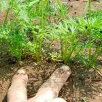 Прореживание моркови