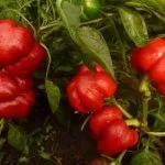 Перец Ратунда