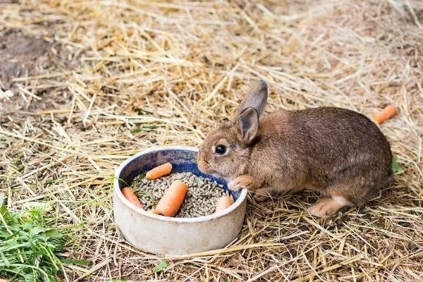 Питание кролика Ризен
