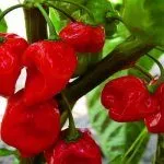 Habanero Red Caribian