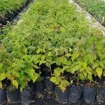 Саженцы малины