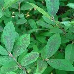 Грибок на листьях