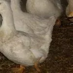 Утки породы "Благоварская белая"