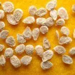 Семена томатов