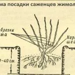 Схема посадки
