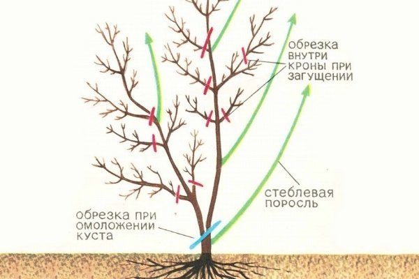 Схема омолаживающей обрезки