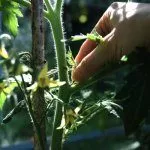 Пасынкование томатов